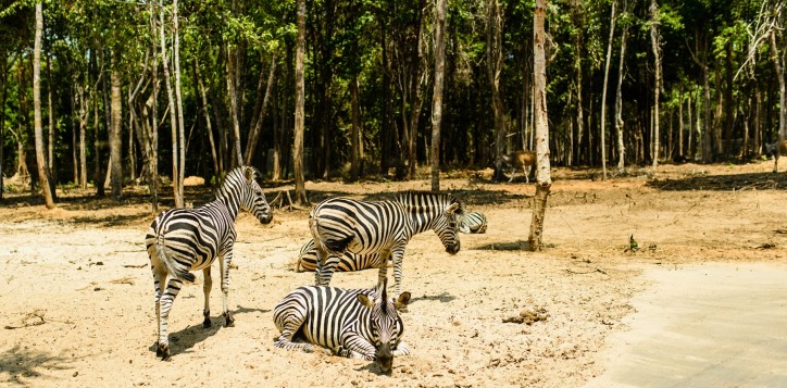 15-destinationsection-thesafari