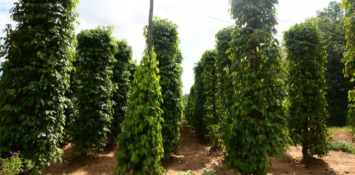 5-destinationsection-pepperplantations-2