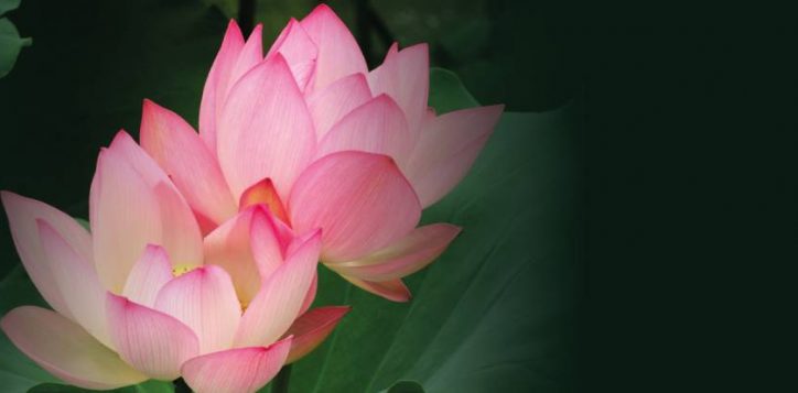 npq-spa-q22021-banner-2
