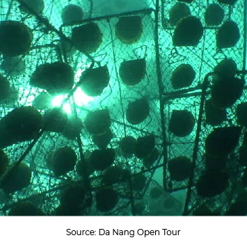 ngoc-trai-2-2-2